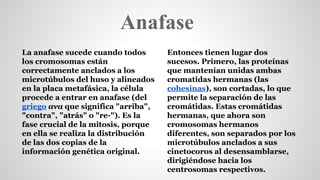 Anafase 
La anafase sucede cuando todos 
los cromosomas están 
correctamente anclados a los 
microtúbulos del huso y alineados 
en la placa metafásica, la célula 
procede a entrar en anafase (del 
griego ανα que significa "arriba", 
"contra", "atrás" o "re-"). Es la 
fase crucial de la mitosis, porque 
en ella se realiza la distribución 
de las dos copias de la 
información genética original. 
Entonces tienen lugar dos 
sucesos. Primero, las proteínas 
que mantenían unidas ambas 
cromatidas hermanas (las 
cohesinas), son cortadas, lo que 
permite la separación de las 
cromátidas. Estas cromátidas 
hermanas, que ahora son 
cromosomas hermanos 
diferentes, son separados por los 
microtúbulos anclados a sus 
cinetocoros al desensamblarse, 
dirigiéndose hacia los 
centrosomas respectivos. 
 