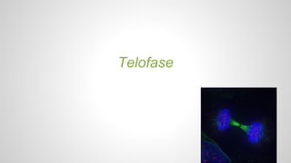 Telofase 
 