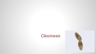 Citocinesis 
 