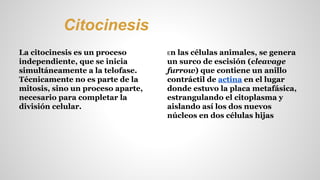 Citocinesis 
La citocinesis es un proceso 
independiente, que se inicia 
simultáneamente a la telofase. 
Técnicamente no es parte de la 
mitosis, sino un proceso aparte, 
necesario para completar la 
división celular. 
En las células animales, se genera 
un surco de escisión (cleavage 
furrow) que contiene un anillo 
contráctil de actina en el lugar 
donde estuvo la placa metafásica, 
estrangulando el citoplasma y 
aislando así los dos nuevos 
núcleos en dos células hijas 
 