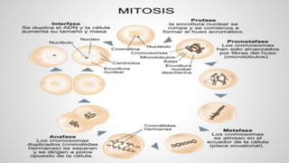 Mitosis