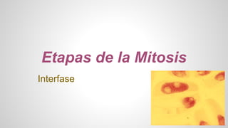 Etapas de la Mitosis 
Interfase 
 