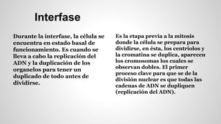 Interfase 
Durante la interfase, la célula se 
encuentra en estado basal de 
funcionamiento. Es cuando se 
lleva a cabo la replicación del 
ADN y la duplicación de los 
organelos para tener un 
duplicado de todo antes de 
dividirse. 
Es la etapa previa a la mitosis 
donde la célula se prepara para 
dividirse, en ésta, los centríolos y 
la cromatina se duplica, aparecen 
los cromosomas los cuales se 
observan dobles. El primer 
proceso clave para que se de la 
división nuclear es que todas las 
cadenas de ADN se dupliquen 
(replicación del ADN). 
 
