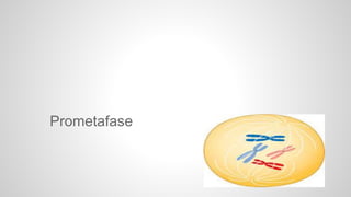 Prometafase 
 