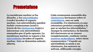 Prometafase 
La membrana nuclear se ha 
disuelto, y los microtúbulos 
(verde) invaden el espacio 
nuclear. Los microtúbulos pueden 
incluir cromosomas (azul) a 
través de los cinetocoros (rojo) o 
interactuar con microtúbulos 
emanados por el polo opuesto. La 
membrana nuclear se separa y los 
microtúbulos invaden el espacio 
nuclear. Esto se denomina mitosis 
abierta. 
Cada cromosoma ensambla dos 
cinetocoros hermanos sobre el 
centrómero, uno en cada 
cromátida. Un cinetocoro es una 
estructura proteica compleja a la 
que se anclan los microtúbulos.9 
Aunque la estructura y la función 
del cinetocoro no se conoce 
completamente, contiene varios 
motores moleculares, entre otros 
componentes.10 Cuando un 
microtúbulo se ancla a un 
cinetocoro, los motores se 
activan, utilizando energía . 
 