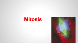 Mitosis 
 