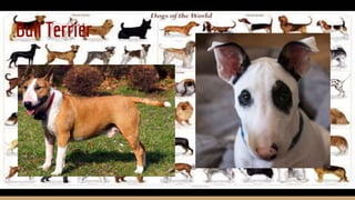 Bull Terrier
 