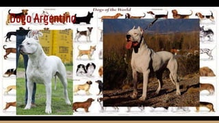 Dogo Argentino
 
