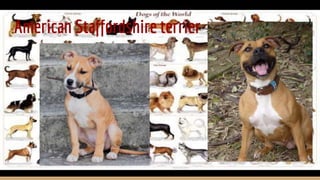 American Staffordshire terrier