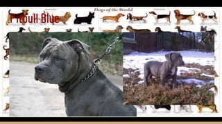 Pitbull Blue
 