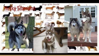 Husky Siberiano
 