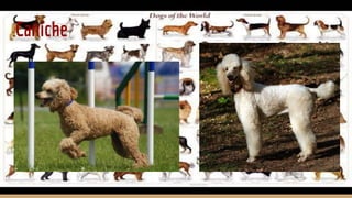Caniche
 