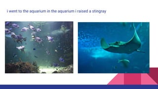 i went to the aquarium in the aquarium i raised a stingray
 
