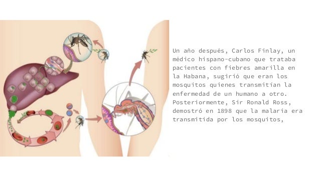 Los síntomas de los parásitos en el hígado a las vacas