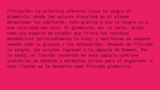 Filtración: La arteriola aferente lleva la sangre al
glomérulo, donde los solutos disueltos en el plasma
atraviesan los capilares, esto gracias a que la sangre va a
una velocidad muy alta. El glomérulo, por lo tanto, actúa
como una especie de colador que filtra los residuos
metabólicos (principalmente la urea) y nutrientes de pequeño
tamaño como la glucosa y los aminoácidos. Después de filtrada
la sangre, los solutos ingresan a la cápsula de Bowman. Por
lo tanto, el líquido contenido en esta capsula contiene
sustancias de desecho y moléculas útiles para el organismo. A
este líquido se le denomina como filtrado glomerular.
 