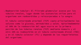 Reabsorción tubular: El filtrado glomerular avanza por los
túbulos renales, lugar donde las sustancias útiles para el
organismo son reabsorbidas y reincorporadas a la sangre.
El túbulo contorneado proximal (TCP) capta principalmente los
solutos como la glucosa, aminoácidos y sales. Aproximadamente
el 80% de la reabsorción del agua ocurre en la primera
porción de los túbulos renales (TCP) mediante ósmosis y el
otro 20% es reabsorbido en el túbulo contorneado distal (TDC)
y en el túbulo colector (TC) y depende de los requerimientos
del organismo.
 
