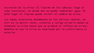 Excreción de la orina: El líquido de los túbulos llega al
tubo recolector, en donde aún se puede reabsorber agua. En
este lugar el líquido puede recibir el nombre de orina.
Los tubos colectores desembocan en los cálices renales, de
allí en la pelvis renal, uréteres y vejiga urinaria donde se
almacena la orina hasta que se produce el reflejo de orinar,
momento en que la orina es expulsada por la uretra hacia el
exterior.
 