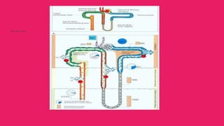 procesos para la formación de orina