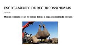 ESGOTAMENTO DE RECURSOS:ANIMAIS
Moitas especies están en perigo debido á caza indiscrimida e ilegal.
 