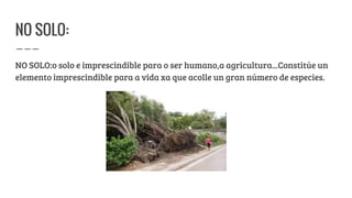 NO SOLO:
NO SOLO:o solo e imprescindible para o ser humano,a agricultura...Constitúe un
elemento imprescindible para a vida xa que acolle un gran número de especies.
 