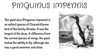 PINGUINUS IMPENNIS
The giant alca (Pinguinus impennis) is
an extinct species of Charadriiforme
bird of the family Alcidae. It was the
largest of the alcas. A difference from
the current species of wings, the giant
lacked the ability to fly, although she
was a good swimmer and diver.
 
