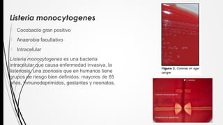 Listeria monocytogenes
 Cocobacilo gran positivo
 Anaerobio facultativo
 Intracelular
Listeria monocytogenes es una bacteria
intracelular que causa enfermedad invasiva, la
listeriosis, una zoonosis que en humanos tiene
grupos de riesgo bien definidos: mayores de 65
años, inmunodeprimidos, gestantes y neonatos.
 