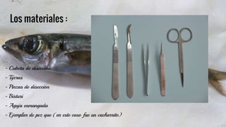 Los materiales :
- Cubeta de disección
- Tijeras
- Pinzas de disección
- Bisturí
- Aguja enmangada
- Ejemplar de pez que (en este caso fue un cacharrito)
 