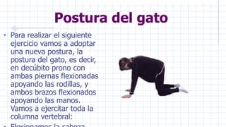 Postura del gato
• Para realizar el siguiente
ejercicio vamos a adoptar
una nueva postura, la
postura del gato, es decir,
en decúbito prono con
ambas piernas flexionadas
apoyando las rodillas, y
ambos brazos flexionados
apoyando las manos.
Vamos a ejercitar toda la
columna vertebral:
 