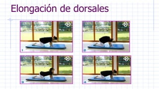 Elongación de dorsales
 