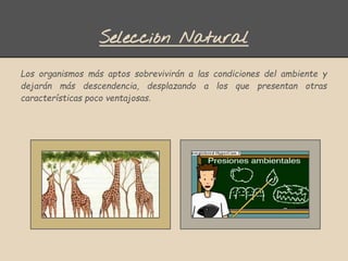 Selección Natural
Los organismos más aptos sobrevivirán a las condiciones del ambiente y
dejarán más descendencia, desplazando a los que presentan otras
características poco ventajosas.
 