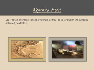 Registro Fósil
Los fósiles entregan valiosa evidencia acerca de la evolución de especies
actuales y extintas.
 