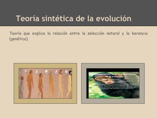 Teoría sintética de la evolución
Teoría que explica la relación entre la selección natural y la herencia
(genética).
 