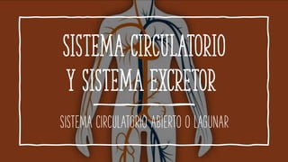 Sistema circulatorio
y sistema excretor
SISTEMA CIRCULATORIO ABIERTO O LAGUNAR
 