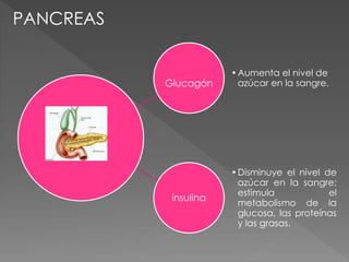 Glucagón
•Aumenta el nivel de
azúcar en la sangre.
insulina
•Disminuye el nivel de
azúcar en la sangre;
estimula el
metabolismo de la
glucosa, las proteínas
y las grasas.
PANCREAS
 