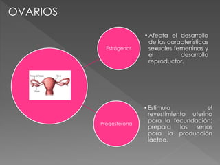 Estrógenos
•Afecta el desarrollo
de las características
sexuales femeninas y
el desarrollo
reproductor.
Progesterona
•Estimula el
revestimiento uterino
para la fecundación;
prepara los senos
para la producción
láctea.
OVARIOS
 