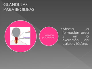 Hormona
paratiroidea
•Afecta la
formación ósea
y en la
excreción de
calcio y fósforo.
GLANDULAS
PARATIROIDEAS
 