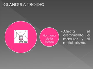 Hormona
de la
tiroides
•Afecta el
crecimiento, la
madurez y el
metabolismo.
GLANDULA TIROIDES
 