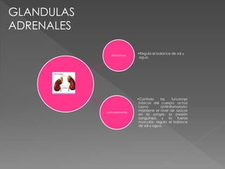 Aldosterona
•Regula el balance de sal y
agua
Corticoesteroides
•Controla las funciones
básicas del cuerpo; actúa
como antiinflamatorio;
mantiene el nivel de azúcar
en la sangre, la presión
sanguínea y la fuerza
muscular, regula el balance
de sal y agua.
GLANDULAS
ADRENALES
 