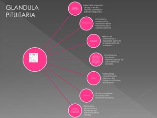 Hormona
Antidiurética
(vasopresina)
•Afecta la retención
de agua en los
riñones; controla la
presión sanguínea.
999Corticotropin
a
•Controla la
producción y
secreción de las
hormonas de la
corteza adrenal.
Hormona de
crecimiento
•Afecta el
crecimiento y
desarrollo; estimula
la producción de
proteínas.
Hormona
luteinizante (su
sigla en inglés es
LH) y hormona
estimulante de
los folículos (su
sigla en inglés es
FSH)
•Controla las
funciones
reproductoras y las
características
sexuales.
Oxitocina
• Estimula las
contracciones
uterinas y los
conductos lácteos
en los senos.
Prolactina
• Inicia y mantiene
la producción
láctea en los senos.
Hormona
estimulante de
tiroides (su sigla
en inglés es TSH)
•Estimula la
producción y
secreción de
hormonas de la
tiroides.
GLANDULA
PITUITARIA
 