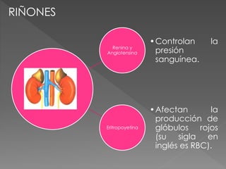 Renina y
Angiotensina
•Controlan la
presión
sanguínea.
Eritropoyetina
•Afectan la
producción de
glóbulos rojos
(su sigla en
inglés es RBC).
RIÑONES
 