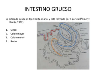 Se extiende desde el íleon hasta el ano, y está formado por 4 partes (Pilliner y Ramis, 1992):Ciego Colon mayor Colon menor RectoINTESTINO GRUESO