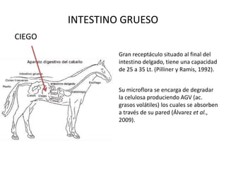 INTESTINO GRUESOCIEGOGran receptáculo situado al final del intestino delgado, tiene una capacidad de 25 a 35 Lt. (Pillinery Ramis, 1992).Su microflora se encarga de degradar la celulosa produciendo AGV (ac. grasos volátiles) los cuales se absorben a través de su pared (Álvarez et al., 2009).