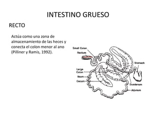 INTESTINO GRUESORECTOActúa como una zona de almacenamiento de las heces y conecta el colon menor al ano (Pilliner y Ramis, 1992).