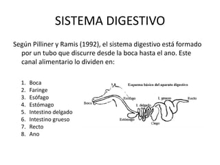 SISTEMA DIGESTIVOSegún Pilliner y Ramis (1992), el sistema digestivo está formado por un tubo que discurre desde la boca hasta el ano. Este canal alimentario lo dividen en:BocaFaringeEsófagoEstómagoIntestino delgado Intestino gruesoRecto Ano