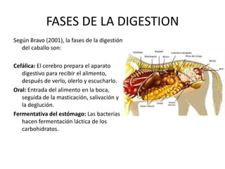 FASES DE LA DIGESTION Según Bravo (2001), la fases de la digestión del caballo son:Cefálica: El cerebro prepara el aparato digestivo para recibir el alimento, después de verlo, olerlo y escucharlo.Oral: Entrada del alimento en la boca, seguida de la masticación, salivación y la deglución.Fermentativa del estómago: Las bacterias hacen fermentación láctica de los carbohidratos.
