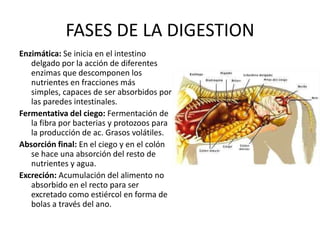 Enzimática: Se inicia en el intestino delgado por la acción de diferentes enzimas que descomponen los nutrientes en fracciones más simples, capaces de ser absorbidos por las paredes intestinales.Fermentativa del ciego: Fermentación de la fibra por bacterias y protozoos para la producción de ac. Grasos volátiles. Absorción final: En el ciego y en el colón se hace una absorción del resto de nutrientes y agua.Excreción: Acumulación del alimento no absorbido en el recto para ser excretado como estiércol en forma de bolas a través del ano. FASES DE LA DIGESTION 