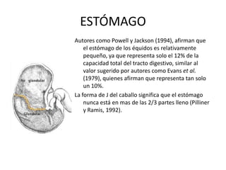 ESTÓMAGOAutores como Powell y Jackson (1994), afirman que el estómago de los équidos es relativamente pequeño, ya que representa solo el 12% de la capacidad total del tracto digestivo, similar al valor sugerido por autores como Evans et al. (1979), quienes afirman que representa tan solo un 10%.La forma de J del caballo significa que el estómago nunca está en mas de las 2/3 partes lleno (Pilliner y Ramis, 1992).