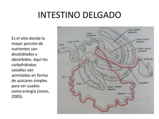 INTESTINO DELGADOEs el sitio donde la mayor porción de nutrientes son desdoblados y absorbidos. Aquí los carbohidratos solubles son asimilados en forma  de azúcares simples  para ser usados como energía (Jones, 2005).
