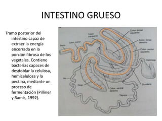 INTESTINO GRUESOTramo posterior del intestino capaz de extraer la energía encerrada en la porción fibrosa de los vegetales. Contiene bacterias capaces de desdoblar la celulosa, hemicelulosa y la pectina, mediante un proceso de fermentación (Pilliner y Ramis, 1992).