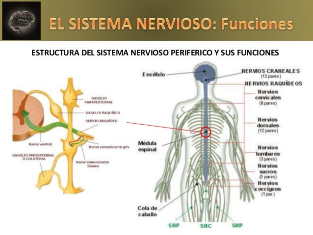 ANATOMÍA Y FISIOLOGÍA DEL SISTEMA NERVIOSO